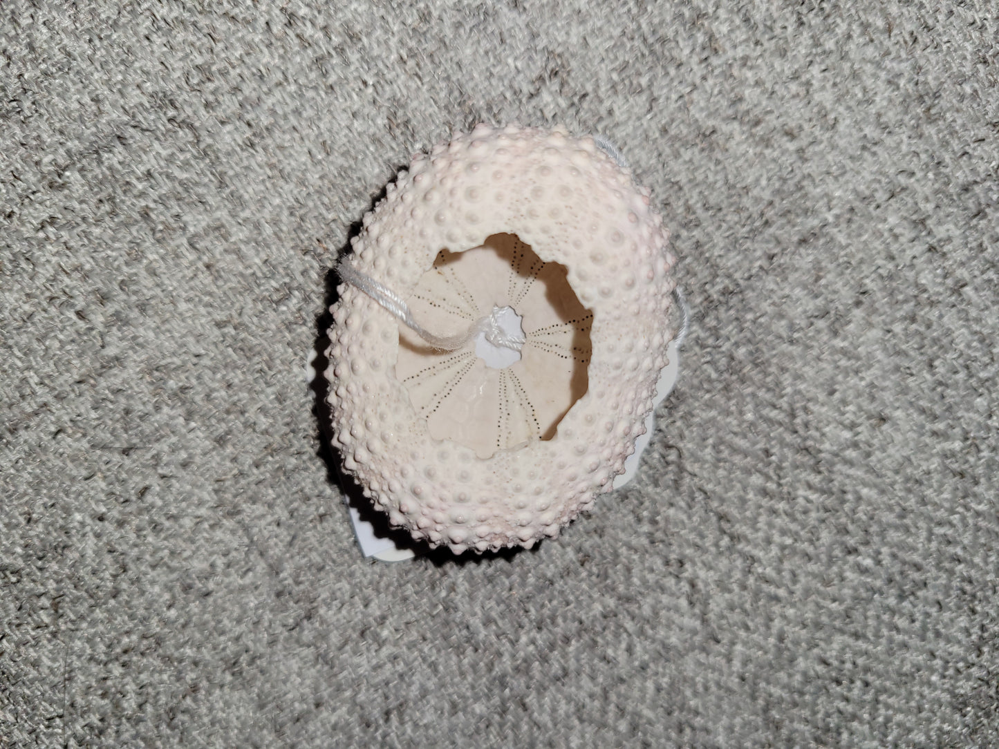 Sea Shells