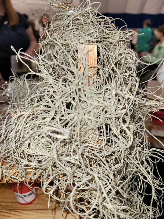 Live Moss