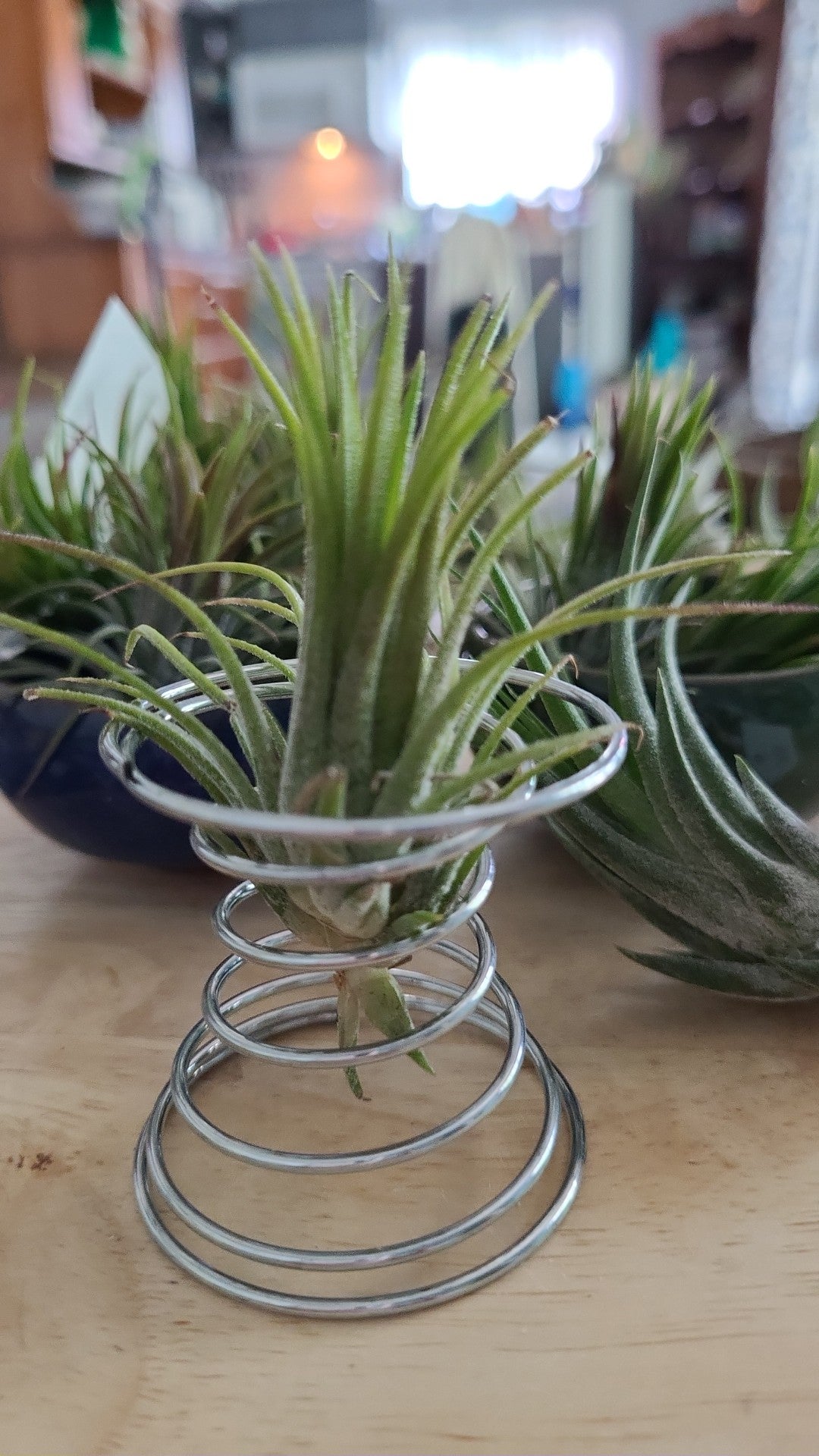 Silver Air Plant Stand