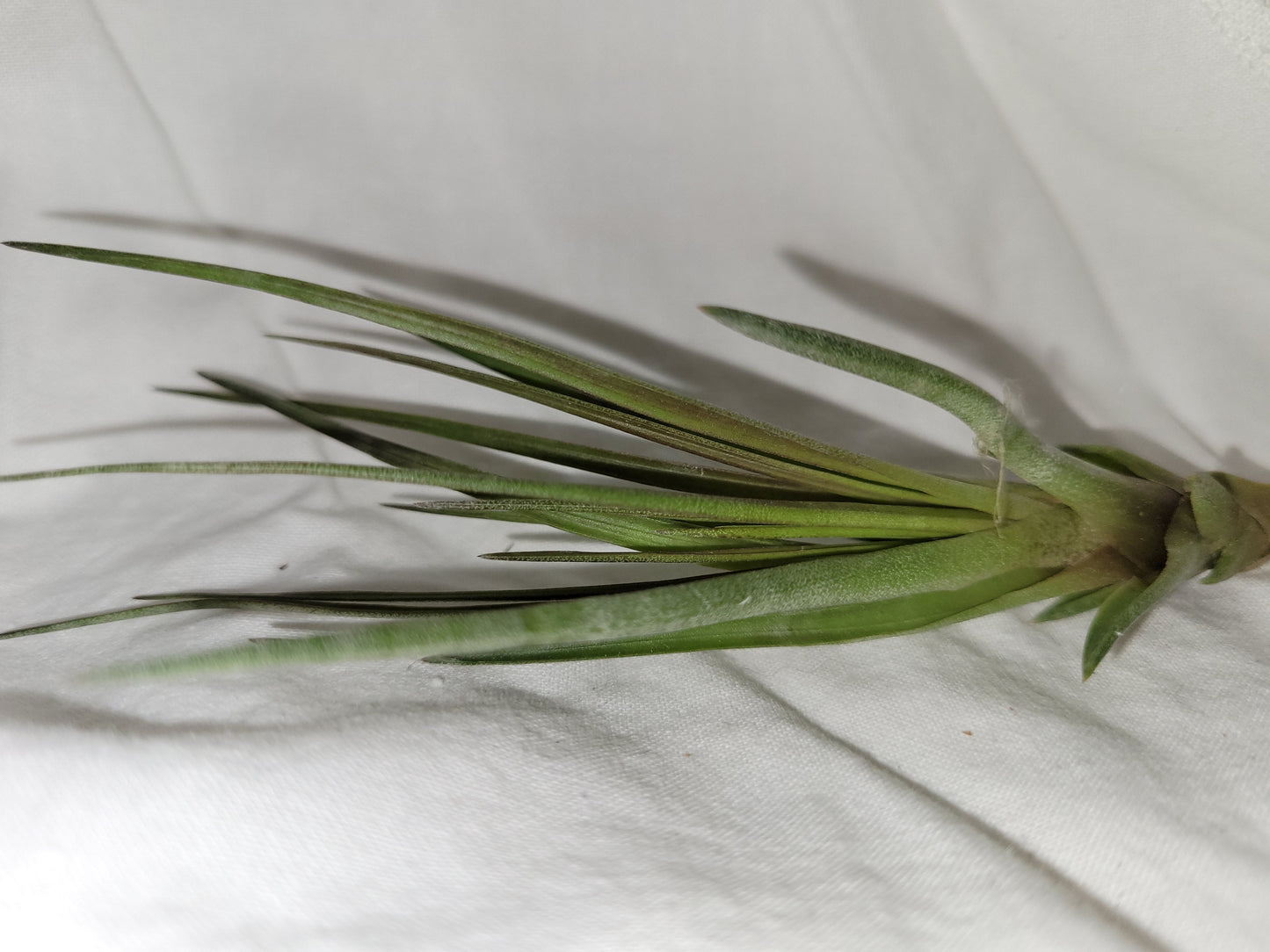 Tricolor v Melanocrater Limited Air Plant