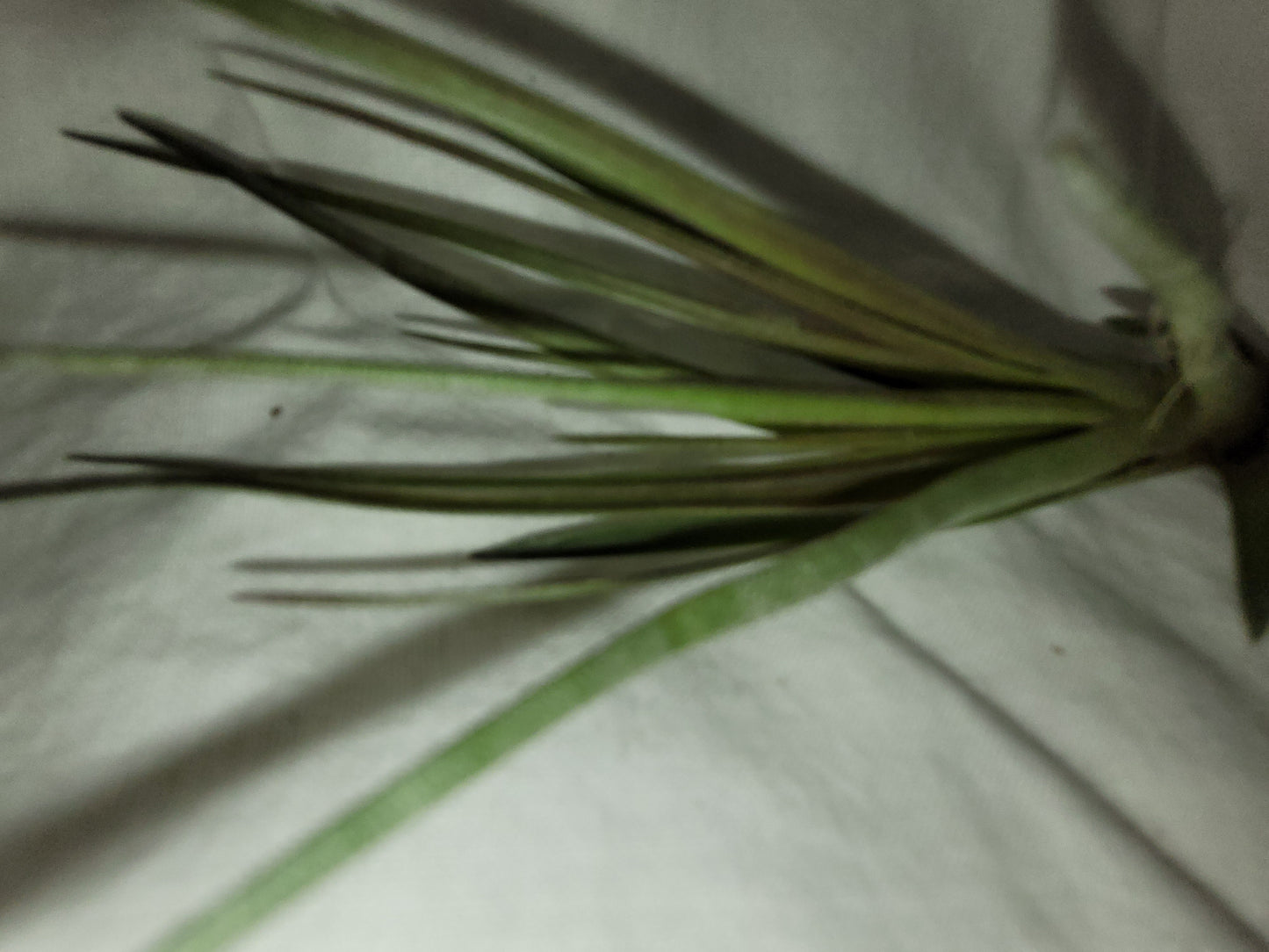 Tricolor v Melanocrater Limited Air Plant