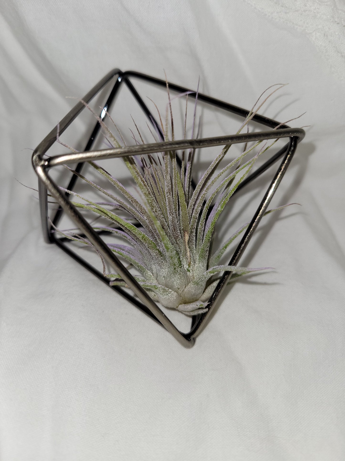 Rose Gold Geometric Air Plant Holder Small