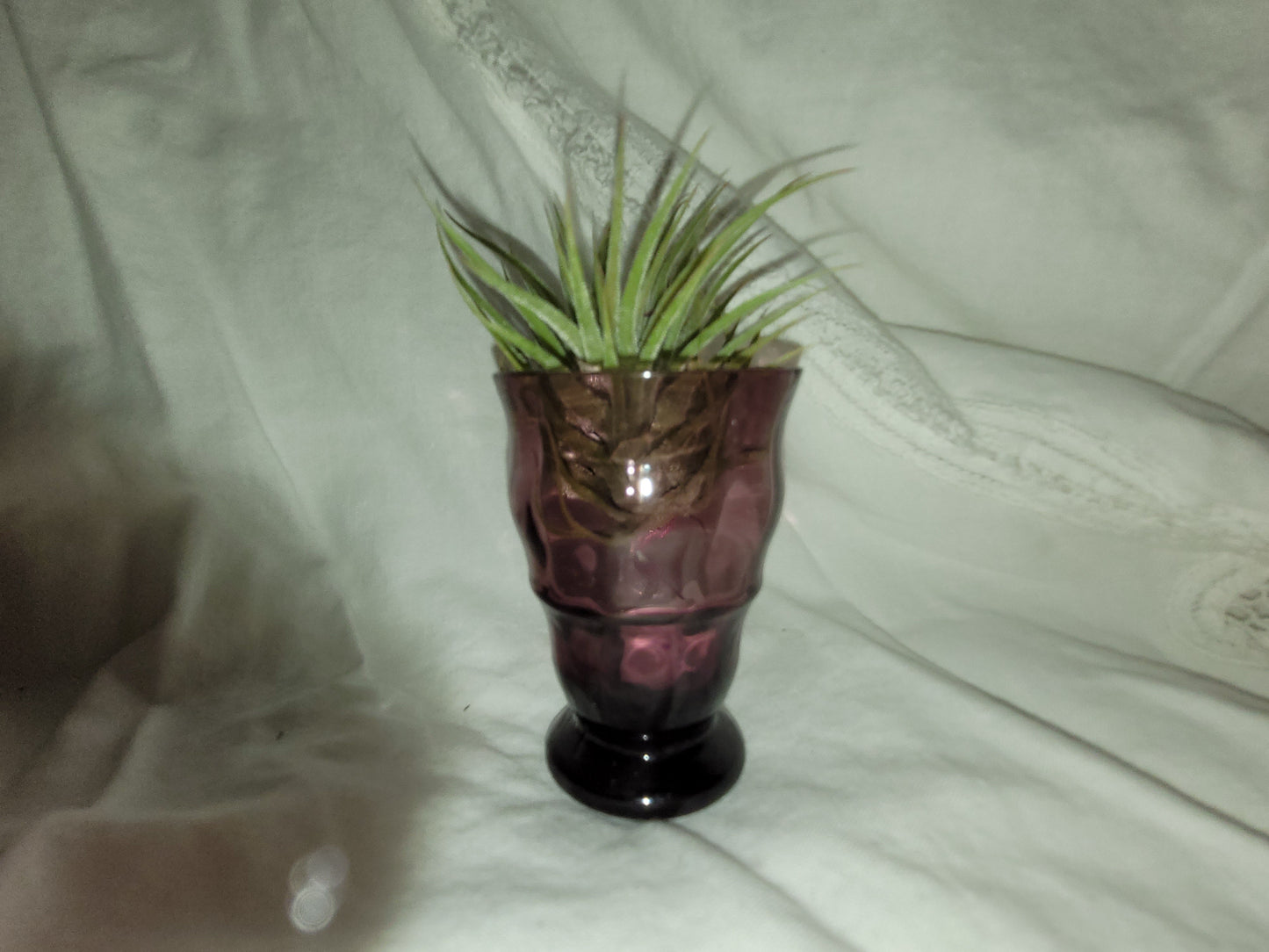 Ionantha Mexico Mini Air Plant