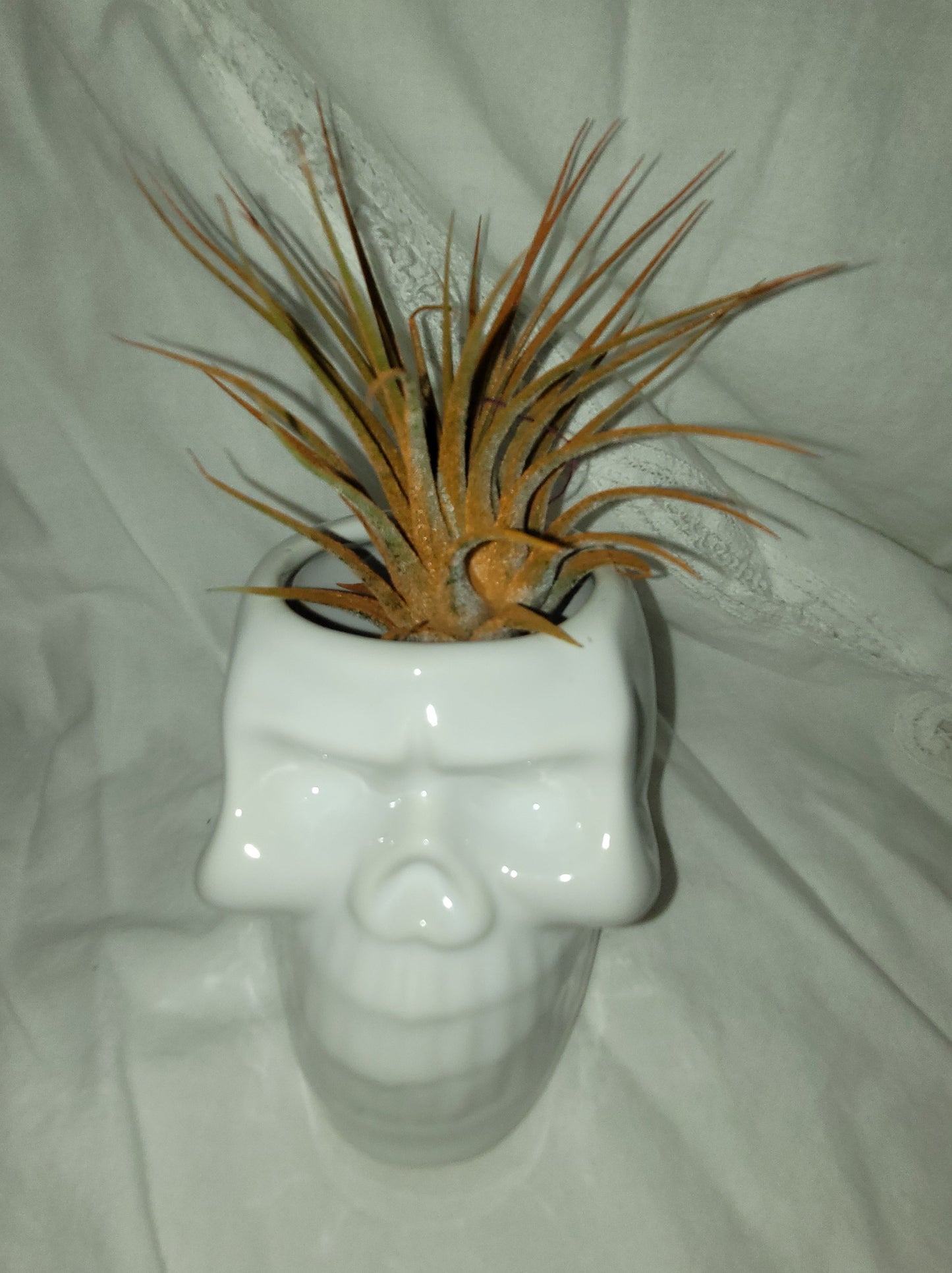 Skull Container
