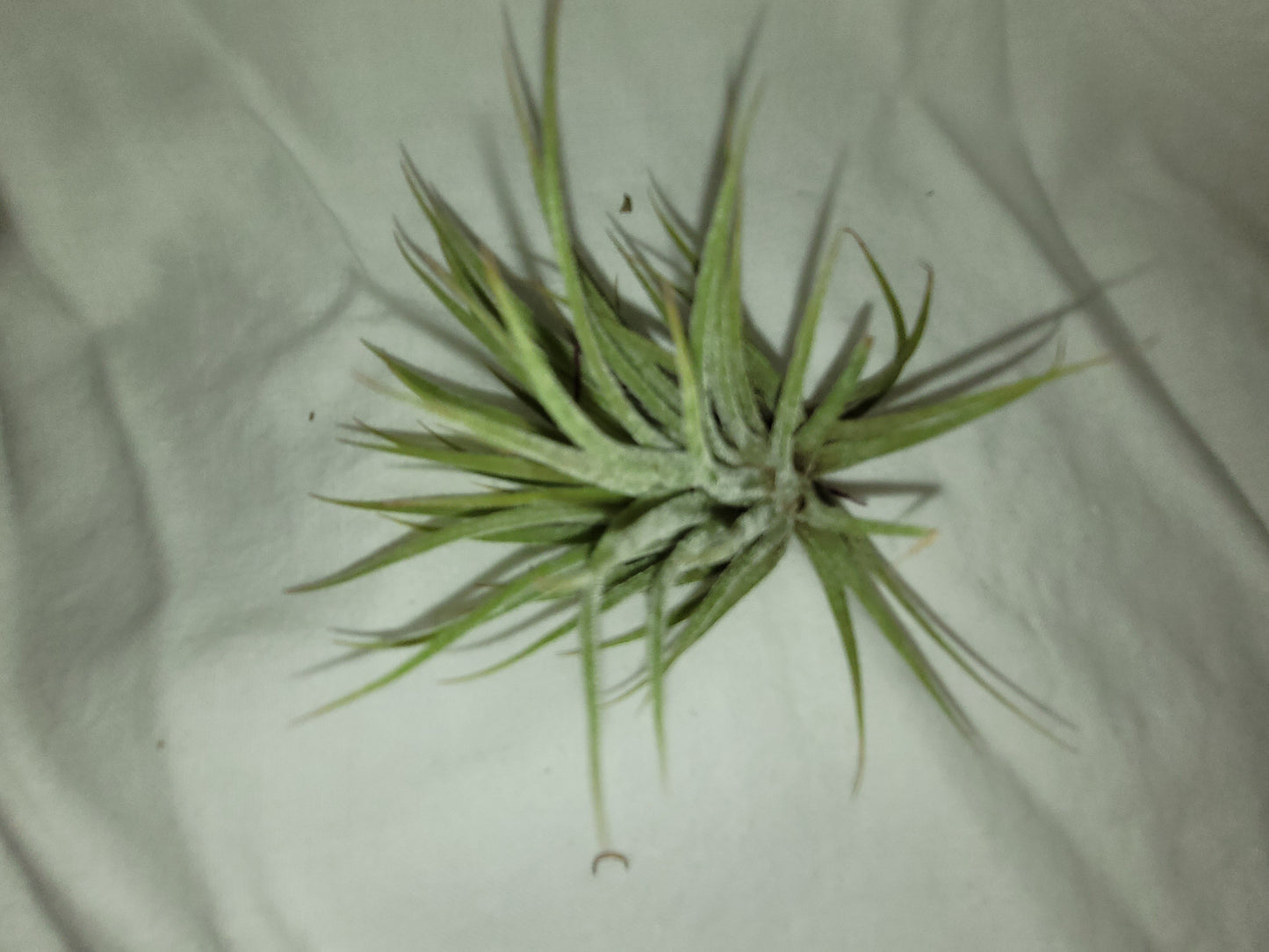 Ionantha Mexico Mini Air Plant