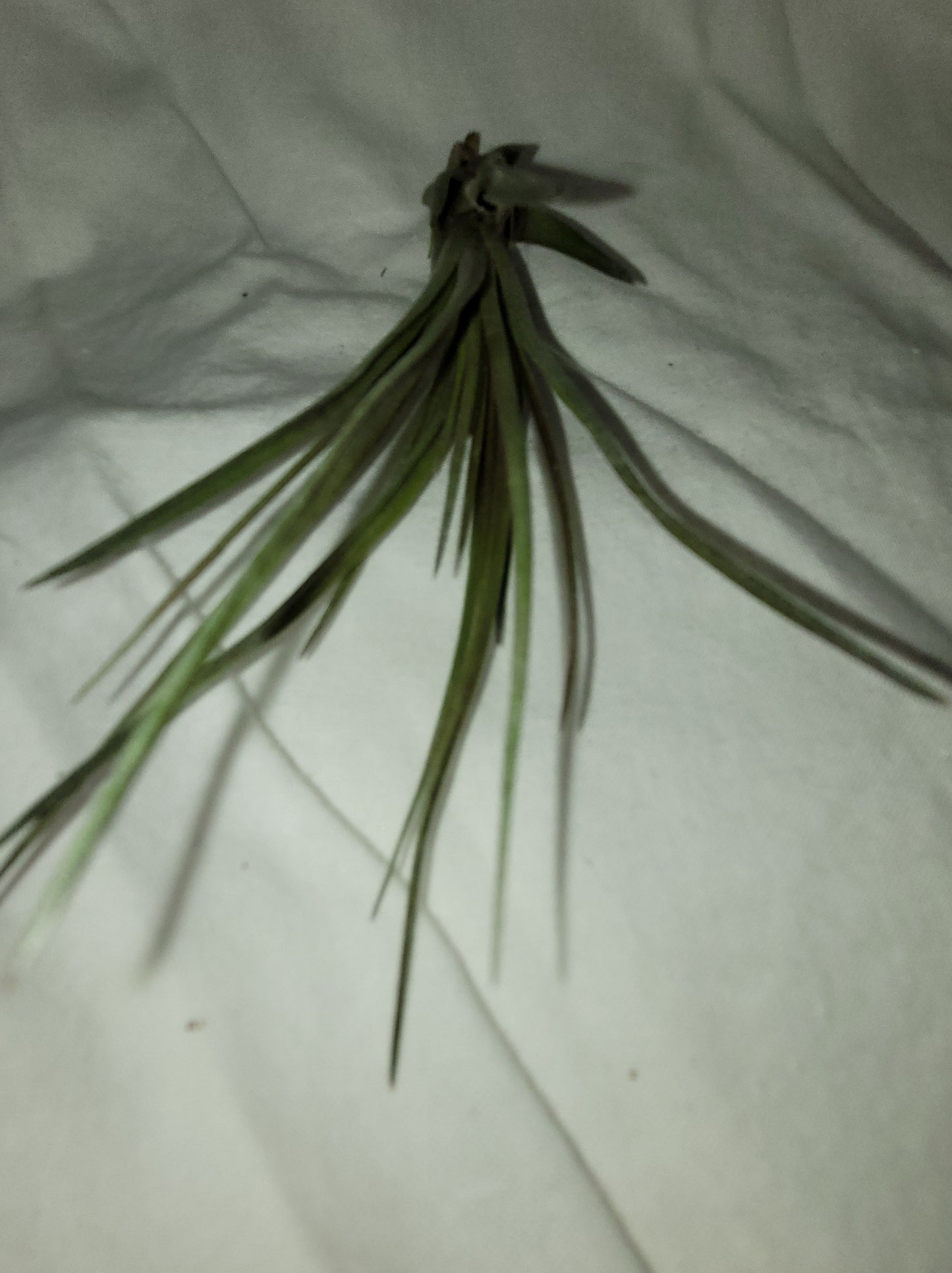 Tricolor v Melanocrater Limited Air Plant