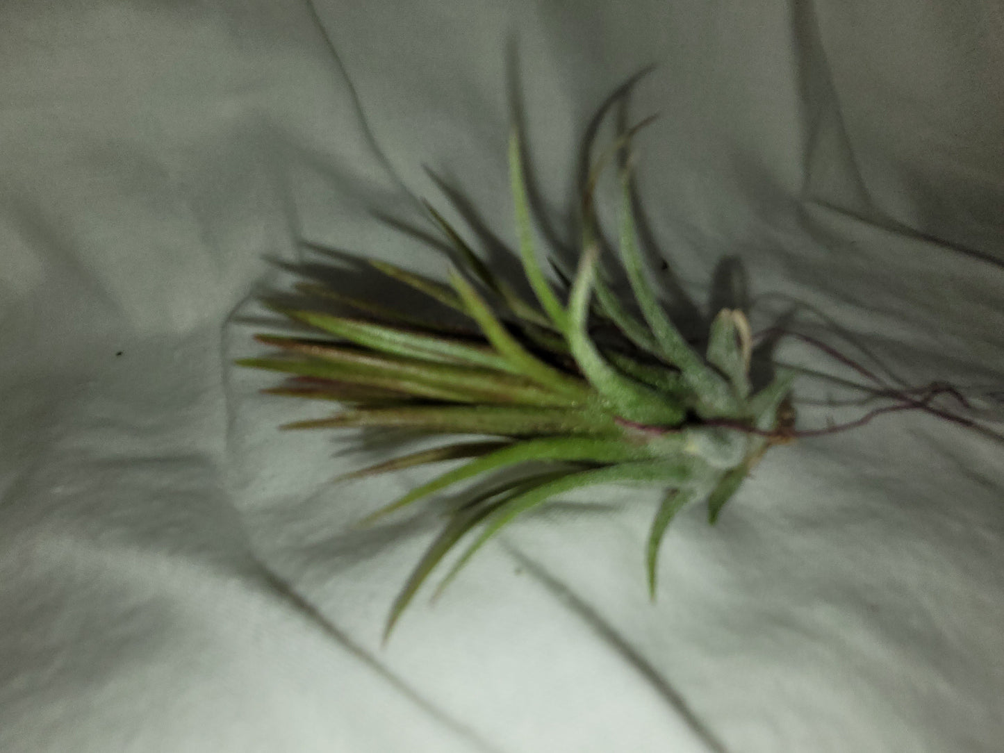 Ionantha Fuego Natural Air Plant