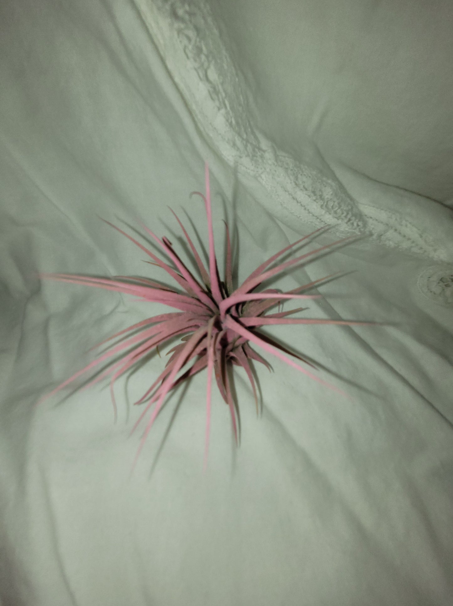 Air Plant Ionantha Raspberry Enhanced