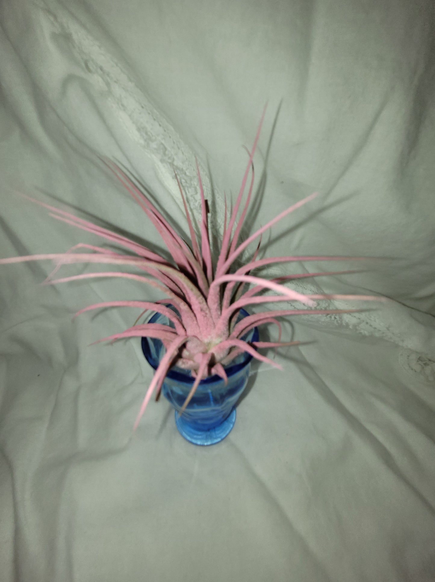 Air Plant Ionantha Raspberry Enhanced