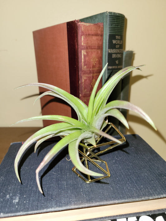 Air Plant Brachycaulos Small