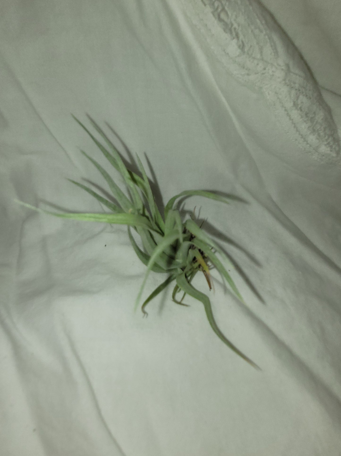 Captitata Guzmanoids Limited Air Plant
