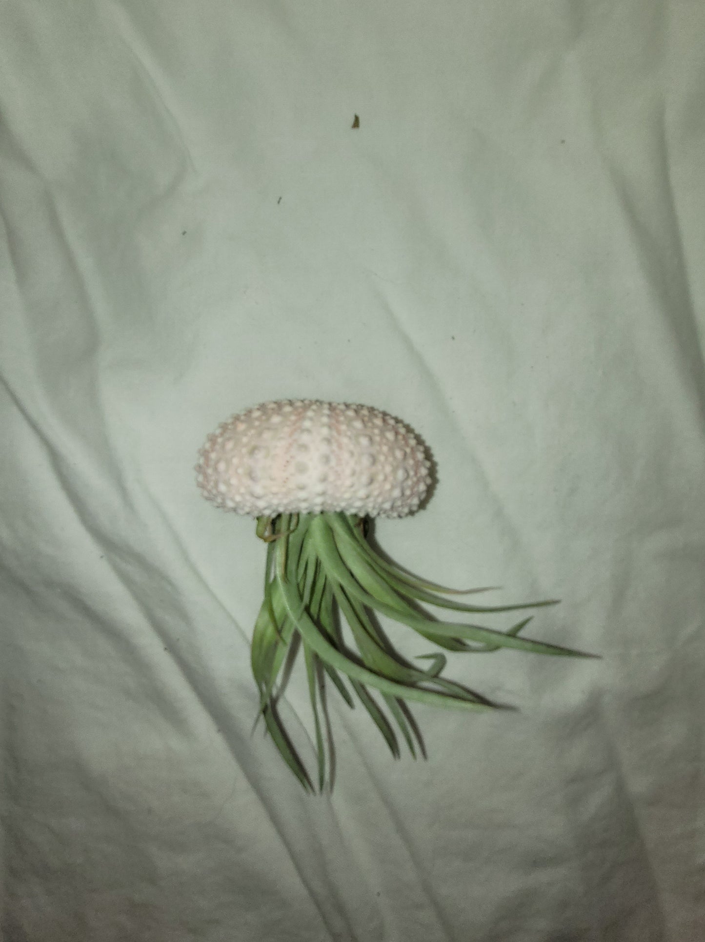 Captitata Guzmanoids Limited Air Plant