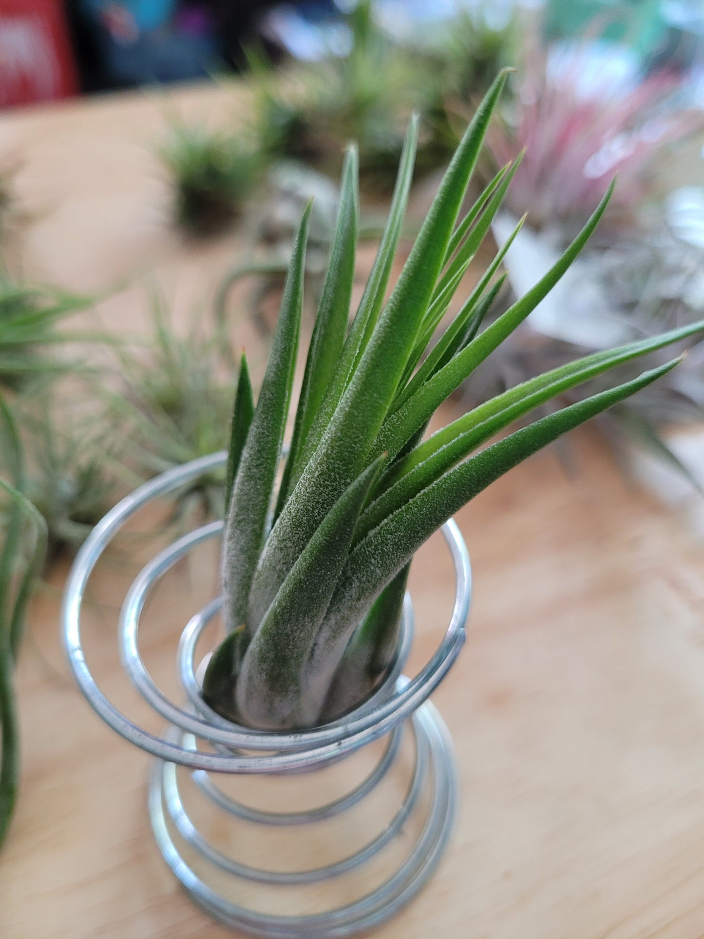 Silver Air Plant Stand